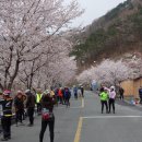 4월 10일 섬진강 벚꽃 라이딩 이미지