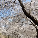 울산 벚꽃길 숨겨진 벚꽃 명소 만개 차리마을 주차장 위치