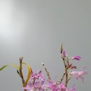 홍화 - 천안시 서북구 도원7길 18 | 홍화