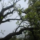 제주 도련동 귤나무류 이미지