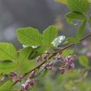 나리와꽃창포 이미지