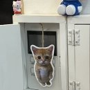 묘돈부리
