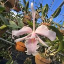 Cattleya maxima carnea 'pink Surprise' 이미지
