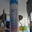 제주 겨울 여행 아이랑가볼만한곳 제주실내관광지 제주 해양동물박물관 내돈내산 솔직후기