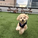 퍼피바게트 | 서울 성동구 애견호텔 성수퍼피 가격 위치 이벤트