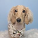 호다닥쑥 이미지