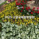 가와지어린이공원 | [경기도/고양] 2025 고양국제꽃박람회 방문 후기