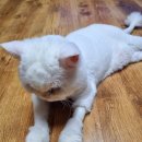 오월의 그루밍 이미지