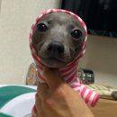 몽이네컷 | 강아지 친구를 소개해요! - 서울 구찌/몽클🐶🐶