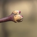 [제 28기 숲해설가 양성과정] 식물의 이해(초본) 사진자료공유~~2 이미지