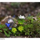 바람꽃