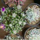 실용영어회화 (중급) 이미지