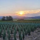 영해목장 이미지