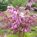 분홍 농장 이미지