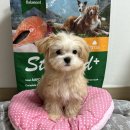 마이펫까까 이미지