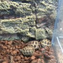 애니멀샵 이미지