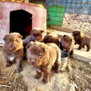 금옥이네 이미지