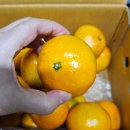 달콤한 밥상 | 제주 타이백감귤 – 후숙하면 더 달콤한 해들밥상 직송 S-M 사이즈 리뷰