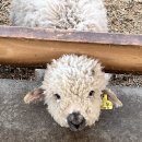 동기목장 이미지