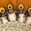 엄마밥줘 이미지