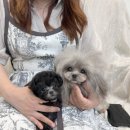 앨리스코리아켄넬 이미지