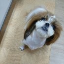 고기맘마 이미지