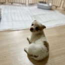 상경축산 | 포인핸드 유기견 입양/화순유기견보호소 입양후기/새가족 뽀리양