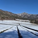 월출산 설록다원 이미지