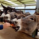 홍천동키마을 이미지