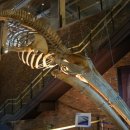 장생포고래박물관 이미지