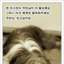 후원 : [평택징검다리동물보호소]사랑스런 아이들을 위한 작은 실천을 부탁드립니다 이미지