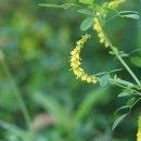 주름전동싸리 Melilotus officinalis (L.) Lam. 이미지