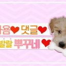 헬씨펫 이미지