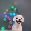 어쩔댕댕 이미지