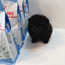 도그프렌즈 이미지