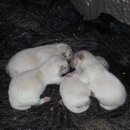 해밀염소농원 이미지