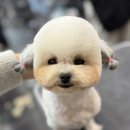 탑 애견 네이버블로그