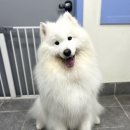 텐시퍼피 이미지