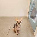 복실애견 이미지