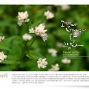 고마리 이미지