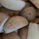 동양카브레타 이미지