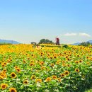 경남 함안군에서 '제 13회 강주해바라기 축제=6월 18일부터 7월 2일까지 15일간 이미지