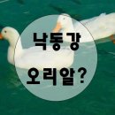 낙동강오리알 이미지