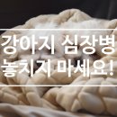 강아지 심장병, 몰라서 놓치기 쉬운 정보