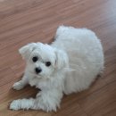 보타닉 동물병원 이미지