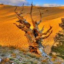 고목나무 이미지