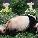 판다 이미지
