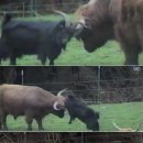 용감무쌍 이미지