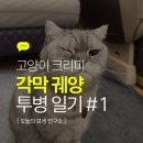서울메디컬센터 | 고양이가 눈을 못떠요 ‘각막 궤양’ 투병 일기(1), 은평구 응암동 24시 스마트 동물메디컬센터 방문 후기