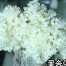 기능성머쉬영농조합법인 이미지